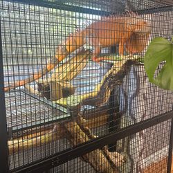Reptile Enclosures