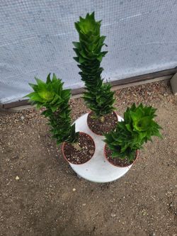 Dracaena fragrans 6" Nursery Pot $6 each
