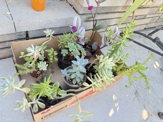 6 pots Of Mixed Succulents