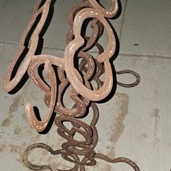 Horseshoe Saddle and Bridal Stands