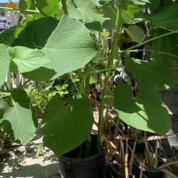 Biggest Hoja Santa 42$