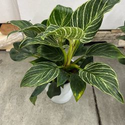 Home & Garden 
