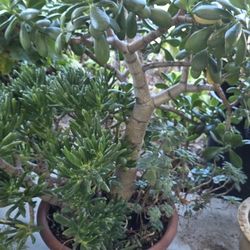 Very Nice Seculant Plant 