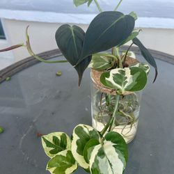 Plant Propagation Station With Philodendron Micans And  Epipremnum Pearls And Jade Tag #105