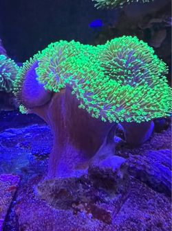 Leather coral decoration