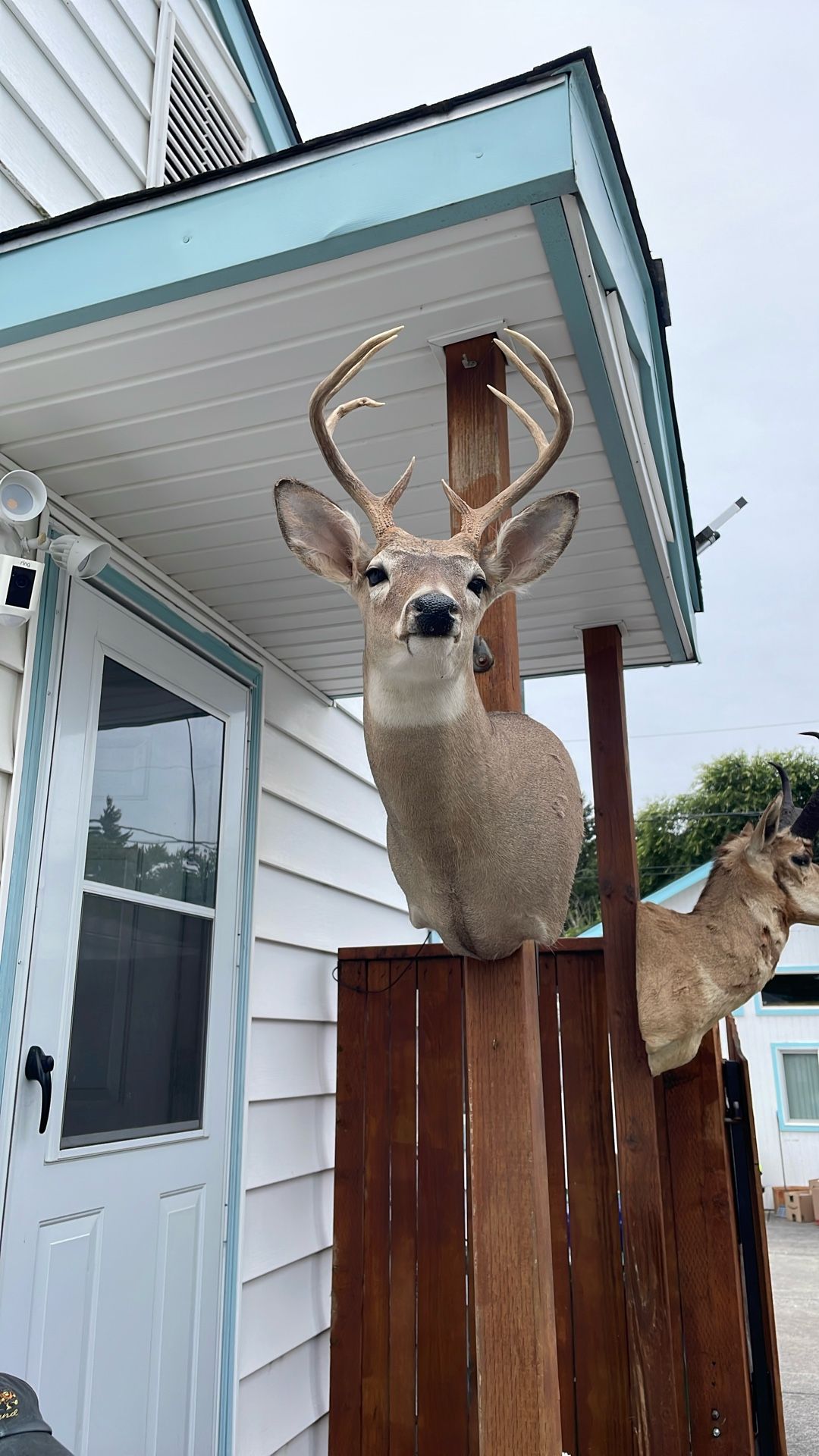 Deer Head