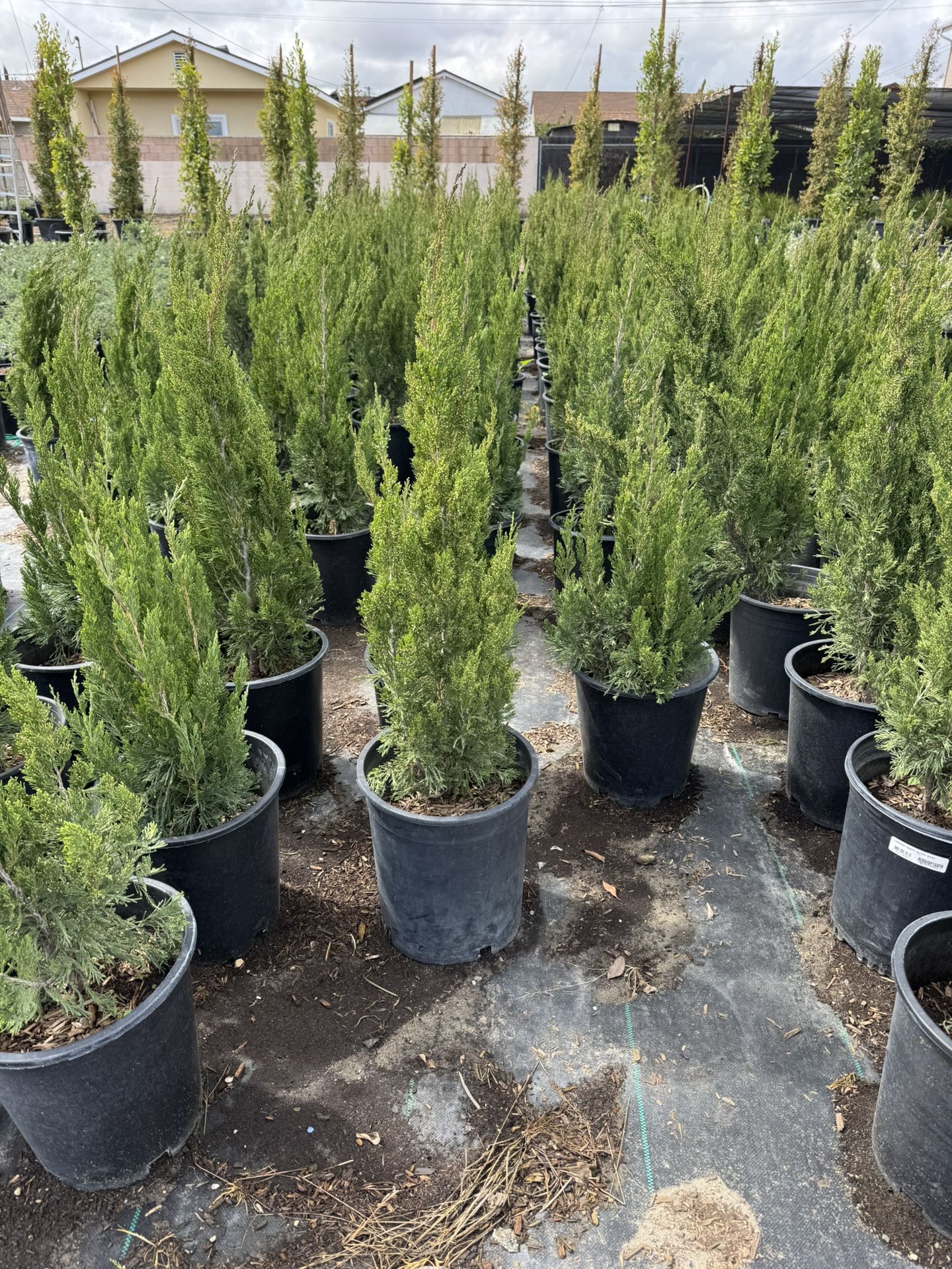 Hollywood Juniper