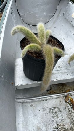 Monkey tail Medusa cactus