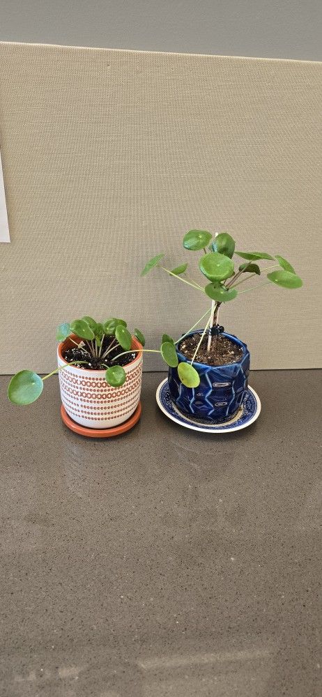 Houseplants $10 Each