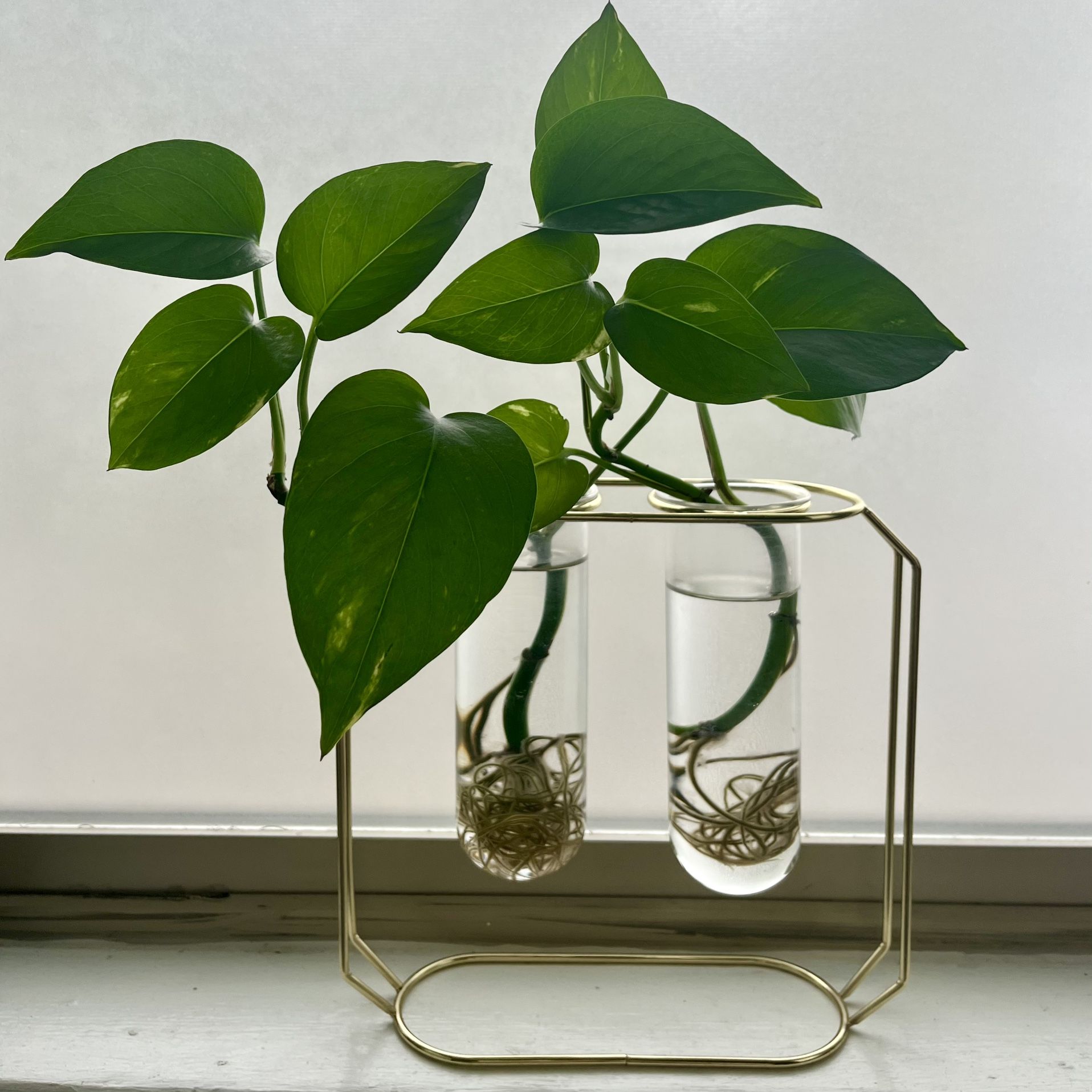 Propagation Station & Pothos Plant 