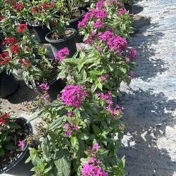 1 Gallon Pentas - Colorful Year Round Flowers