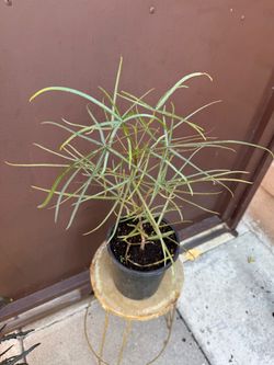 Brachychiton Rupestris in one gallon pot