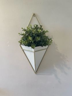 Hanging wall plants