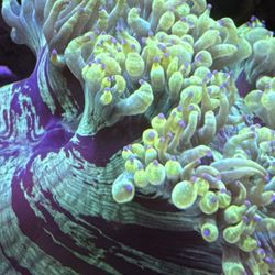 Artificial Elegance Coral
