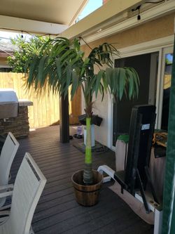 Decorative Palm tree in a bucket