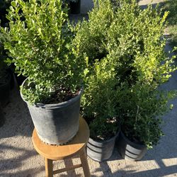 Japanese Boxwood (Classic Formal Hedge)