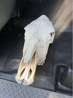 Cow skull