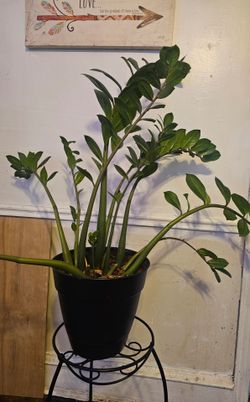 Plant for sale
