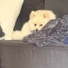 Heidi
