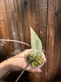 Alocasia Zebrina Mint