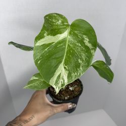 Monstera Albo Plant 