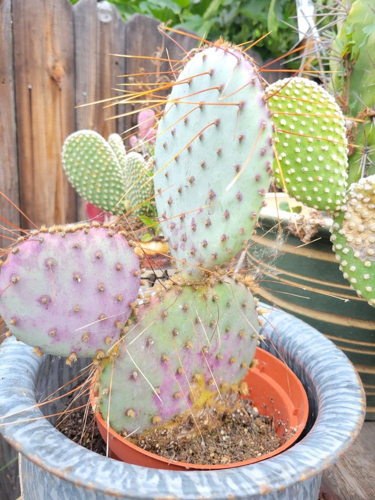 Purple Prickly Pear Santa Rita Cactus