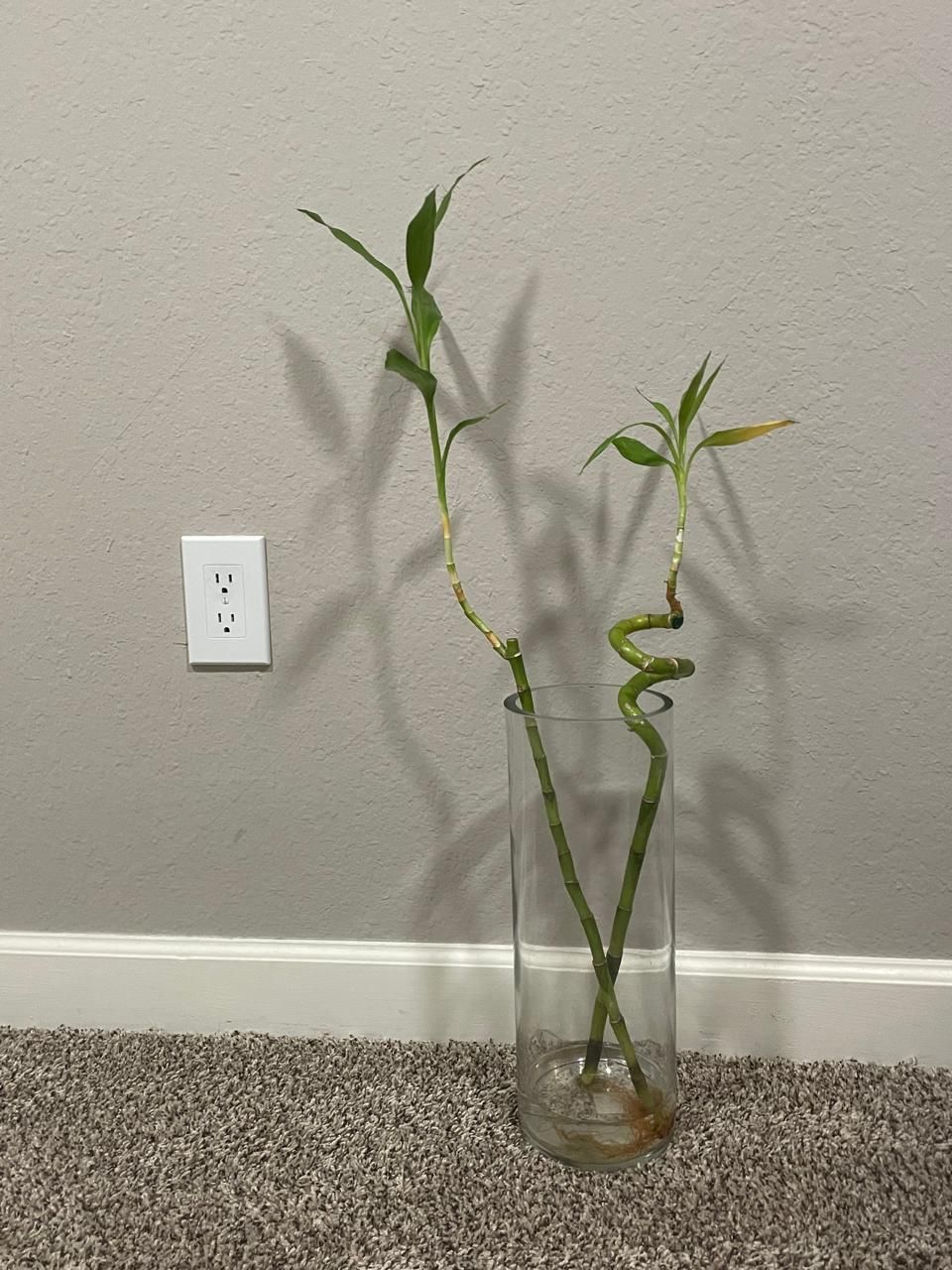 Glad Base With Real Bamboo Plant