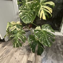 Monstera Thai Constellation 