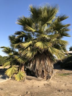 One Palm Tree