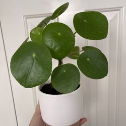 Beautiful Pilea Plant With Pot