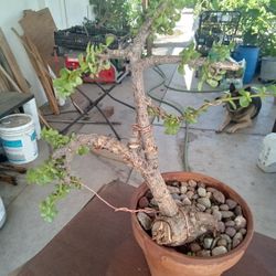 Bonsai  Elaphant Bush 