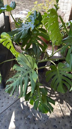 Large Monstera Deliciosa Plant