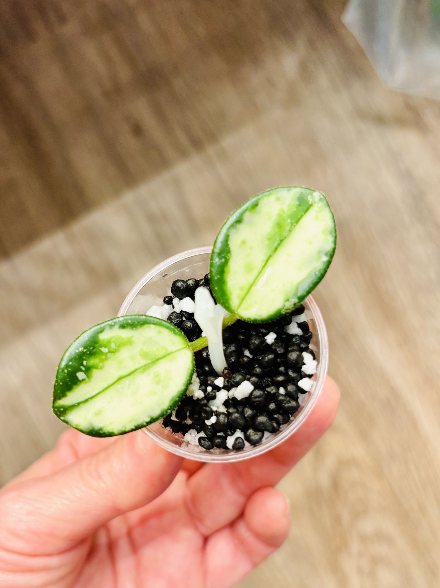Hoya Mathilde Variegated