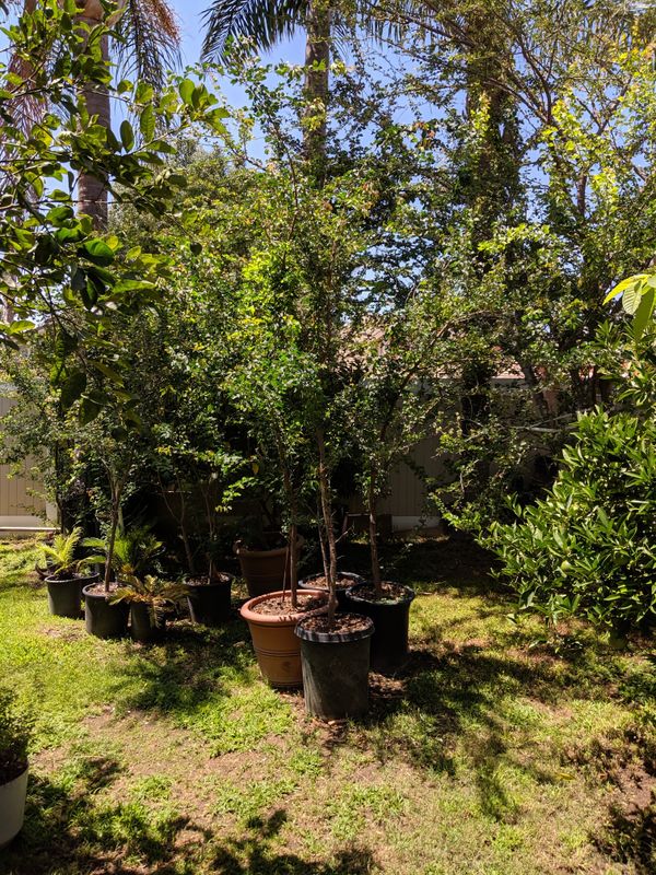 Guamuchil trees for Sale in Fontana, CA OfferUp
