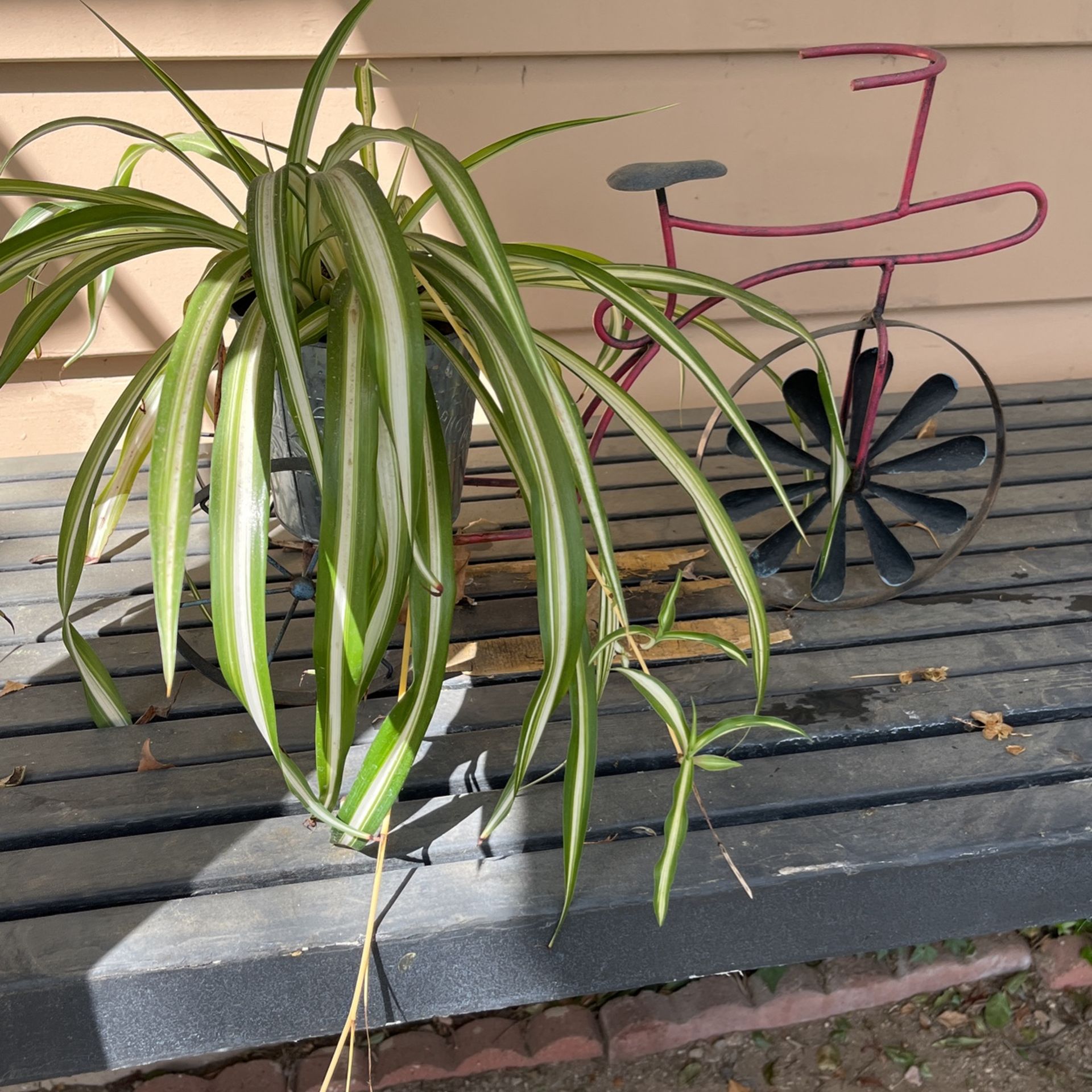 Spider Plant With Decorative Holder 