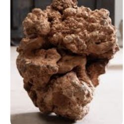 Burl Wood