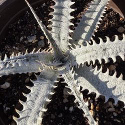 GRAND MARNIER Dyckia Lapostolle White Plant