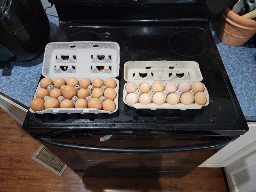 Fresh Eggs For Sale