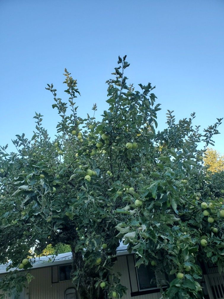 Free APPLES For Farm Animals