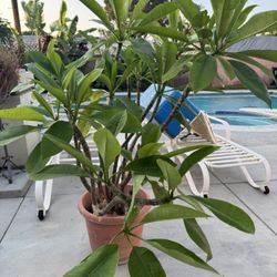 Plumeria Tree
