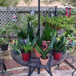 Medium Sized Snake Plant - Buy One Get One Free Sale