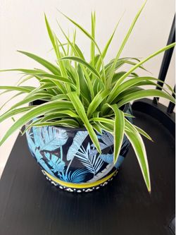 Spider Plant