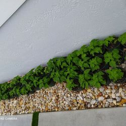 Plantas De Aji Cachucha Cubano