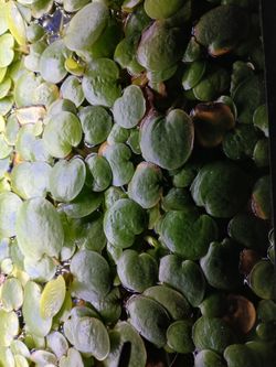 Frogbit aquarium plants