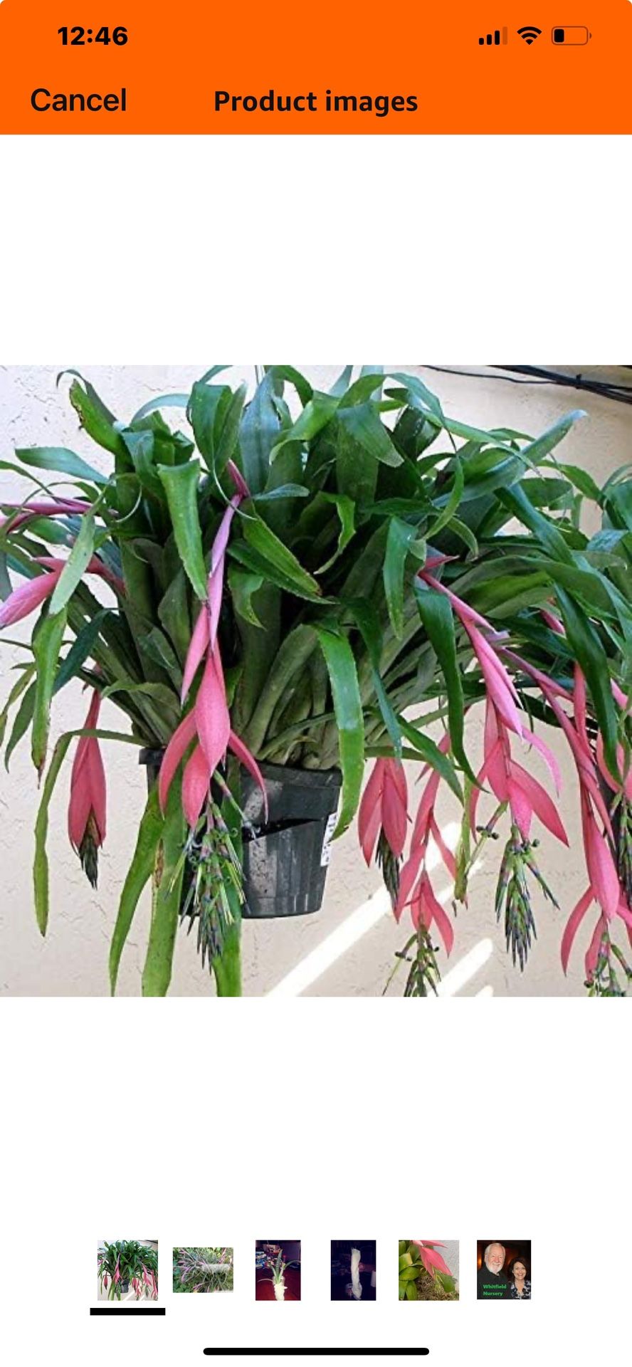LIVE Queens Tears Friendship Plant Bromeliad 6”pots