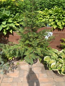 Potted Evergreen Tree