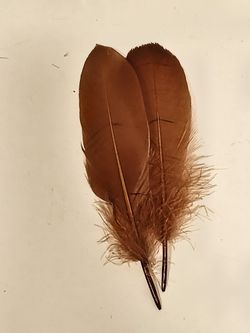 Feathers 