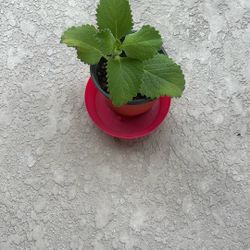 Plants Spanish Orégano 