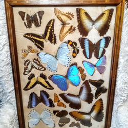 21-Butterfly Taxidermy Antique Wooden Hanging Tray