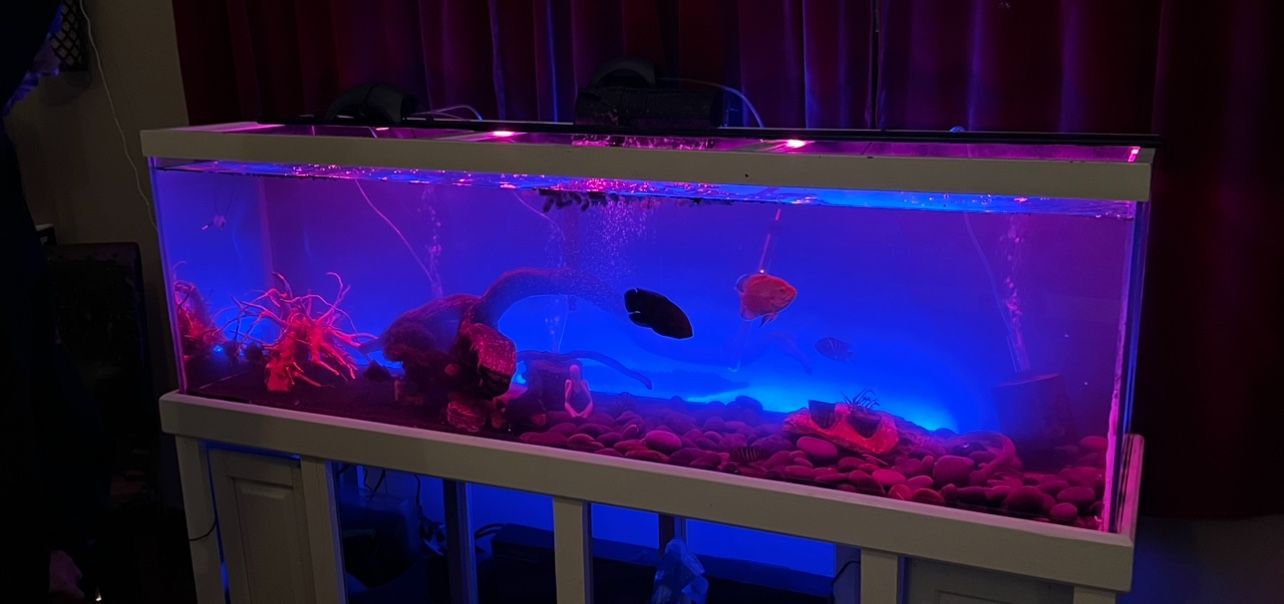 175 Gallon Fish Tank / Aquarium 